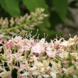 Aesculus californica