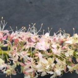 Aesculus californica - Marronnier de Californie