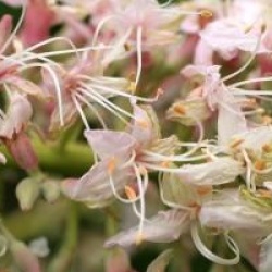 Aesculus californica