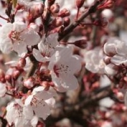 Prunus cerasifera 'Hessei'