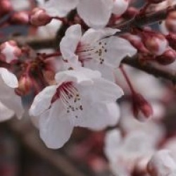 Prunus cerasifera 'Hessei'