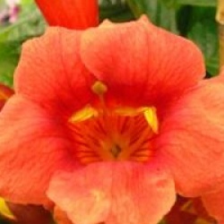 Bignone de Virginie � fleurs rouges