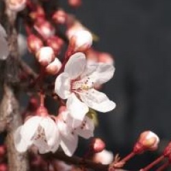 Prunus cerasifera 'Hessei'