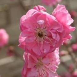 Prunus persica Taoflora � Pink 'Mintao11' cov 