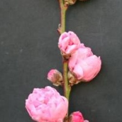 Prunus persica Taoflora � Pink 'Mintao11' cov 