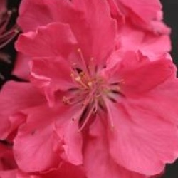 Prunus persica Taoflora � Red 'Mintao13' cov - P�cher � fleurs rouges Taoflora