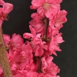 Prunus persica Taoflora � Red 'Mintao13' cov