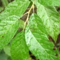 Alnus japonica 