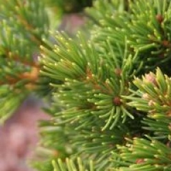 Picea abies 'Lombarts'