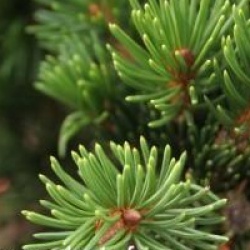 Picea abies 'Lombarts'