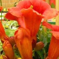 Campsis radicans 'Stromboli'