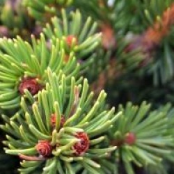 Picea abies 'Lombarts'