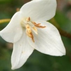 Styrax japonicus 'Emerald Pagoda'