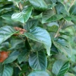 Styrax japonicus 'Emerald Pagoda'
