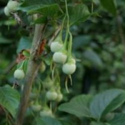 Styrax japonicus 'Emerald Pagoda'