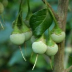 Styrax japonicus 'Emerald Pagoda'