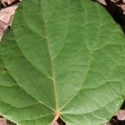 Idesia polycarpa