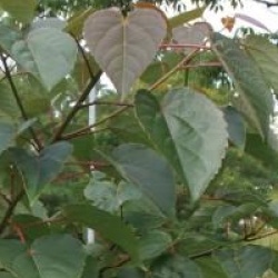 Idesia polycarpa
