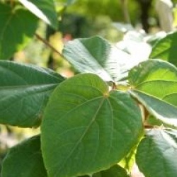 Idesia polycarpa - Idesia polycarpa