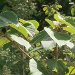 Idesia polycarpa