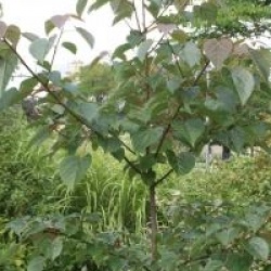 Idesia polycarpa