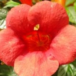 Campsis radicans 'Stromboli'