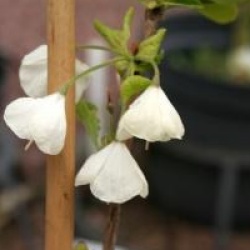 Halesia Uconn Wedding Bells