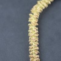 Corylus avellana 'Pendula' - Noisettier pleureur 