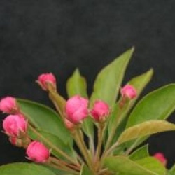 Malus 'Adirondack'