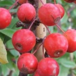 Malus 'Adirondack'
