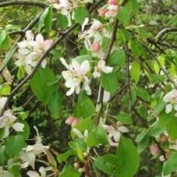 Pommier � fleurs Red Jade