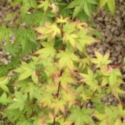 Acer palmatum 'Oridono-nishiki'