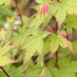 Acer palmatum 'Oridono-nishiki'