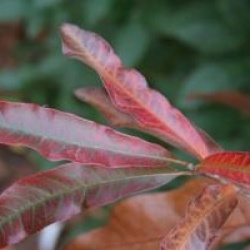 Quercus imbricaria  - Ch�ne � bardeaux