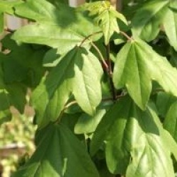 Acer campestre 'Fastigiatum'