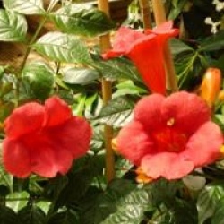 Campsis radicans 'Stromboli'