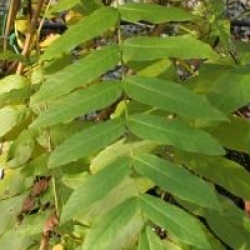 Pterocarya fraxinifolia