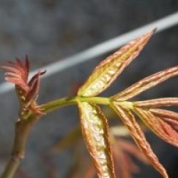 Pterocarya fraxinifolia