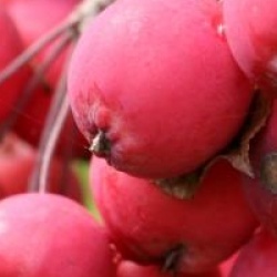 Malus x purpurea 'Neville Copeman'