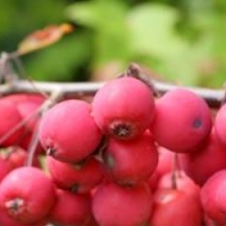 Malus x purpurea 'Neville Copeman'