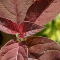 Lysimachia ciliata 'Firecracker'