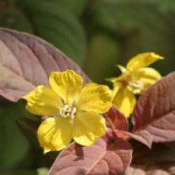 Lysimachia ciliata 'Firecracker' - Lysimaque Firecracker