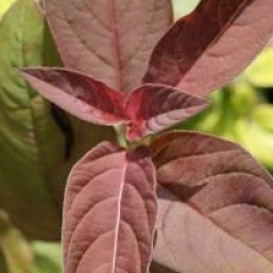 Lysimachia ciliata 'Firecracker'