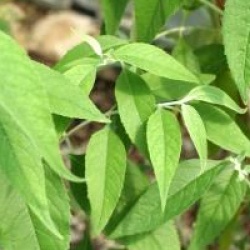Buddleja asiatica 