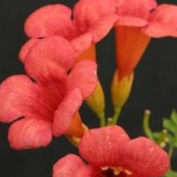 Campsis x tagliabuana Dancing Flame