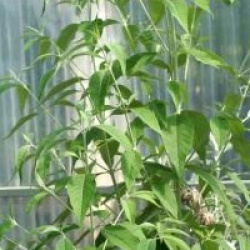 Buddleja asiatica 