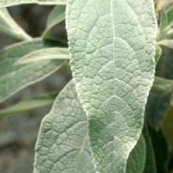 Buddleja speciosissima - Buddleia speciosissima