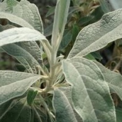 Buddleja speciosissima