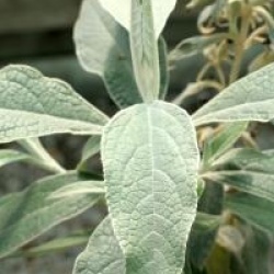Buddleja speciosissima