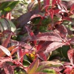Leucothoe keiskei 'Royal Ruby'